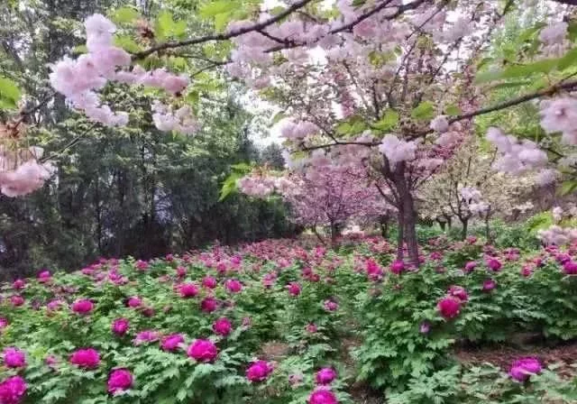 阳春三月,群芳争艳!来看西安这些“花花世界”的最佳踏春赏花指南