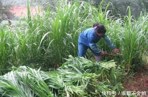 2019年农村创业做什么最赚钱，这几种农业项目最有前景