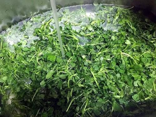  #做成#这几种野菜做成‘青团’ 真是吃不够，你们都吃过吗？
