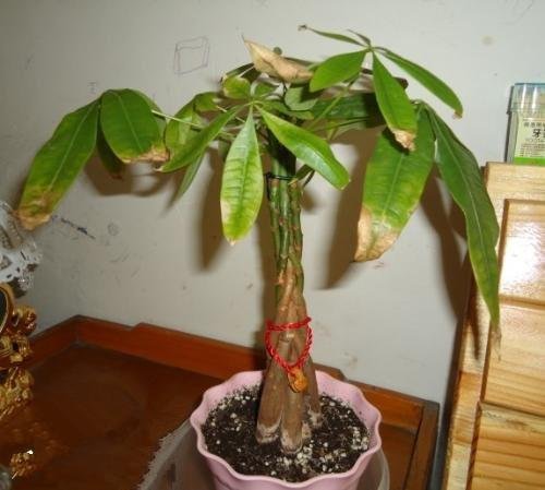  「摆在」在客厅养花，勿摆在此三个位置，不然一星期就黄叶