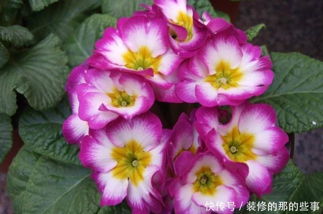 『漂亮』养花就养此3种,花大色艳开花漂亮,家里养一盆,高端大气上档次