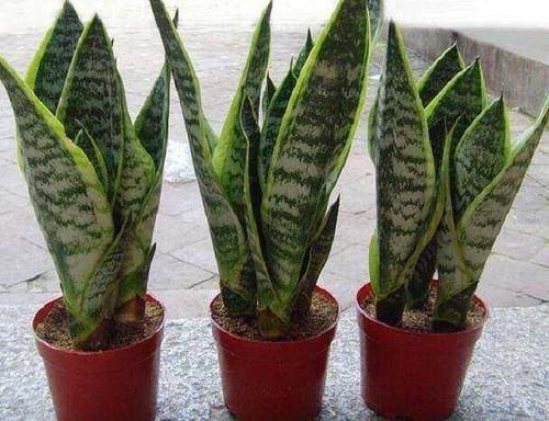  「适合」那些不用经常打理的懒人植物，让你在客厅也可以看到长青的植物