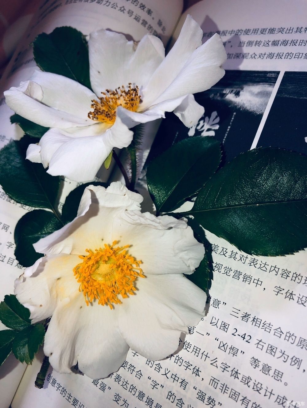  在家：喜欢上在家做的每一件事