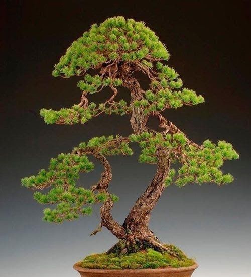 60例盆景树种，总有属于你的那棵（建议收藏）