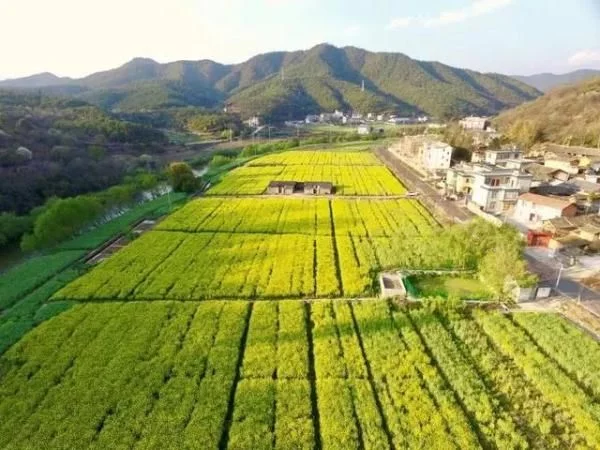 一起“云”赏花 | 安宁螳螂川:油菜花开满眼春【2020热门旅游景点】