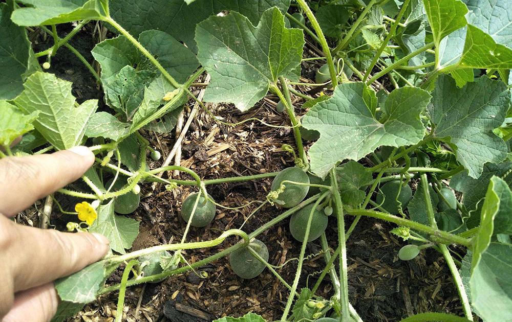  野果|儿时常吃的野果，又酸又苦，如今市场价40元一斤，却少有农