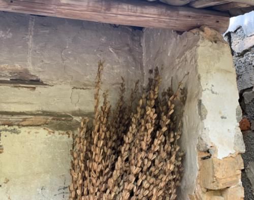 国内最适合“养老”的地方，80元一天还供吃住，游客：比景区都好