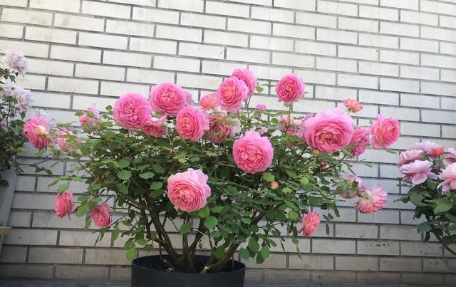  『此种』此种观赏花卉，比切花玫瑰漂亮，花香浓郁，四季都开花，还很好养