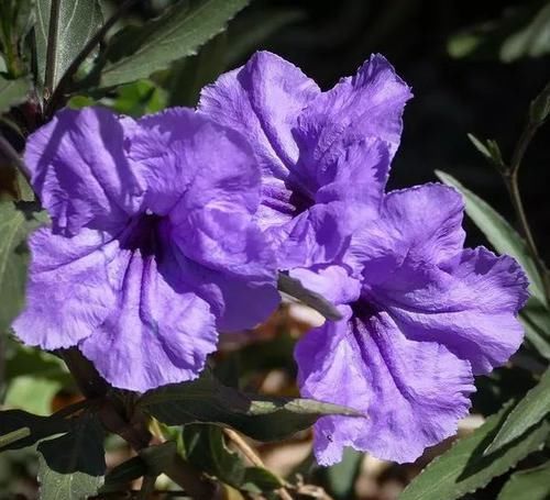  「观花」这种名叫兰花草的植物，是不是你要找的观花植物呢？