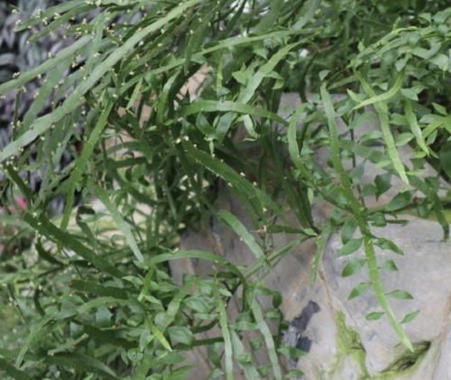  [植物]山沟里的“1种植物”，被称为“竹节蓼”，叶片像海带，珍贵！
