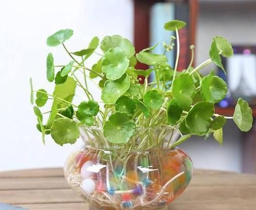  『趁早』这3种植物，等到开花再修剪就晚了，趁早剪，花草少受伤害