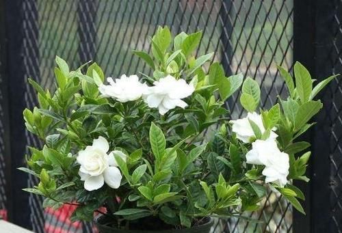  『秘密』栀子花、蟹爪兰开花不断的秘密“一种肥水”10天喷一次，全搞定