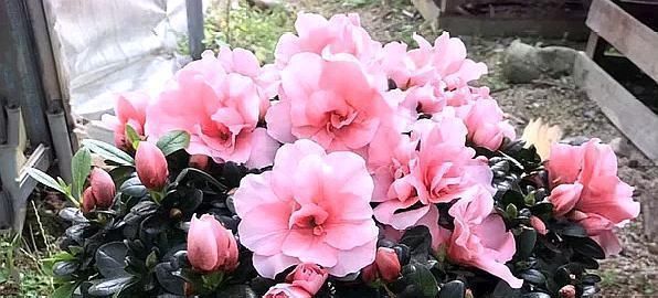 『杜鹃花』杜鹃花夏天这么养,不但不黄叶,新叶还能蹭蹭的长!