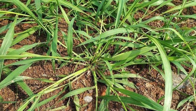  板蓝根|农村一恶草，曾是农民心头恨，如今有人用它喂鸡，效果堪