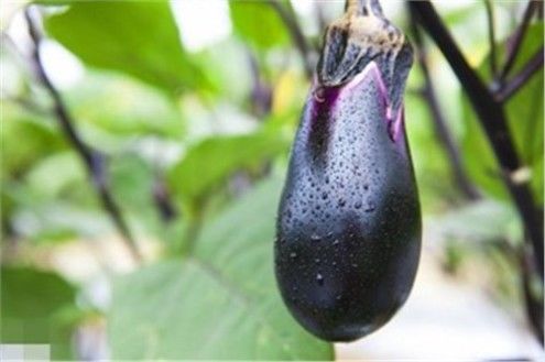 农村俗语：“娘娘葱，独头蒜，仰头女，低头汉”，农民口中四大毒