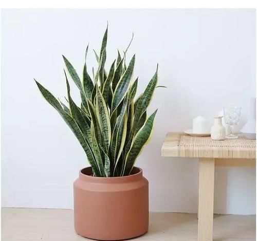  [园艺师]被誉为“藤本植物皇后”的杰克曼铁线莲，堪称植物认第一。