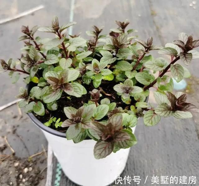  「水果鼠尾草」6种香香花，厨房客厅都能养，闻着香吃着也香，摘一把长10盆！
