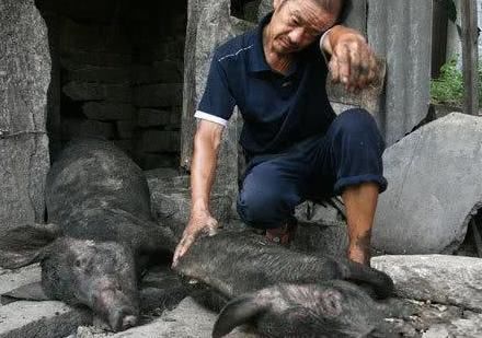  养殖户：养猪难，散养户未来的出路在哪里？