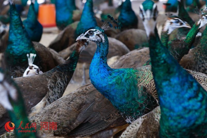  养殖|河南光山: 养殖蓝孔雀富乡亲