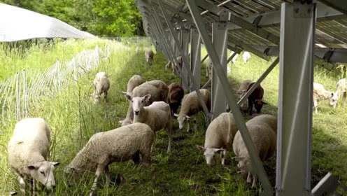  解决■一个困扰美俄的问题，中国放了几千只羊，世界性难题就这