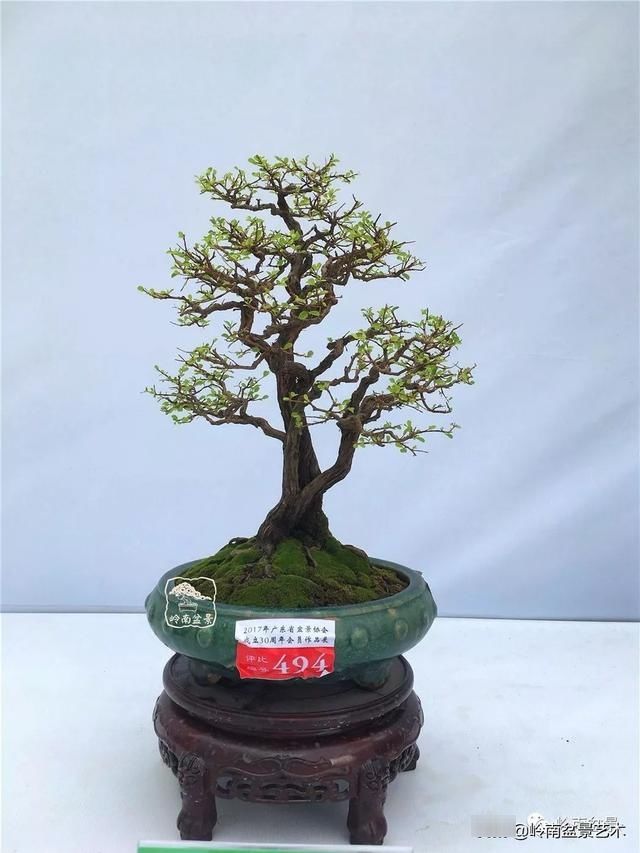 『作品』岭南珍品——山格木盆景
