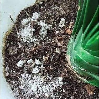  花盆里@还把蚊香灰扔掉？捏1点撒在花盆里，防虫促生长，养花很旺