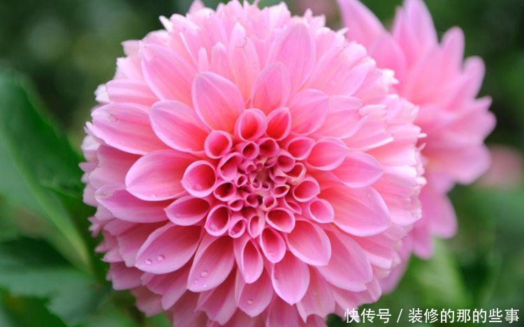 #选择#喜欢养护花卉,就选择5种花卉,花色艳、花期长,开花容易成花海