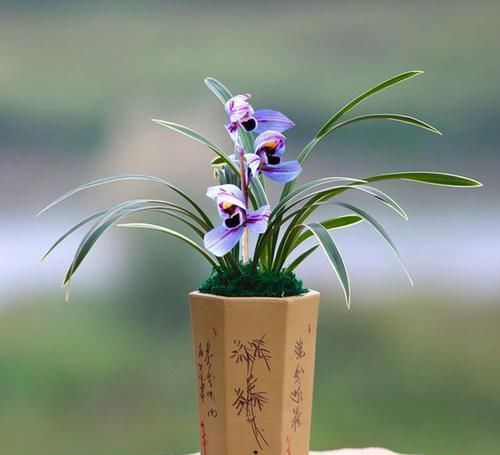  『花香』此花，寓意“紫气东来”，花色高雅，花香浓郁，很少有人见过