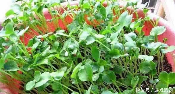 萝卜苗:秋天适合种“这1种”小菜,撒下一把种子,一茬茬冒,10天就上桌