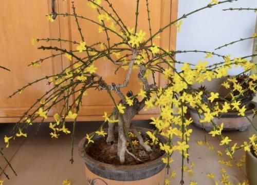  [黄花]1种盆景树，适合摆阳台上，茎干变粗壮后，开出“黄花”，太漂亮