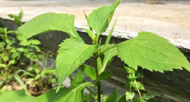  「喜欢」农村一种喜欢粘人的野草，人称“豨签草”，却是祛风湿