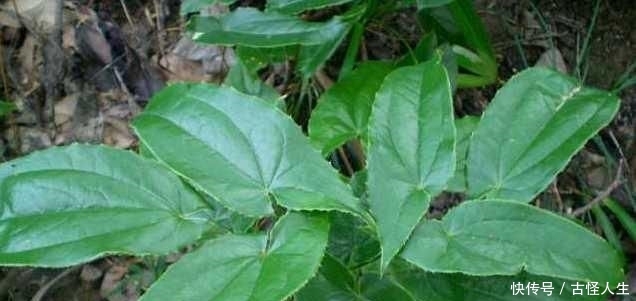  #变得越来越#农村一野草，人称“千两金”，当下一斤超百元，遇