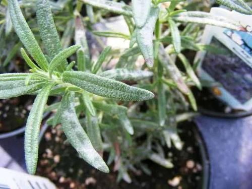  白粉病■预防植物感染白粉病的几个妙招，染病后如何快速清除？