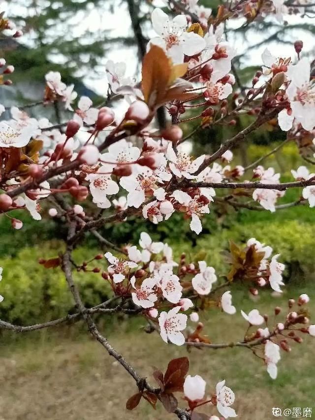  开出漂亮■阳春三月，出门踏青，原来有这么多漂亮花！