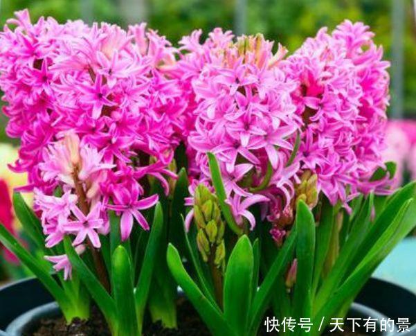 『花开旺』养花就养这几款,全年开花不停,谁见了都喜欢,花朵漂亮花开旺