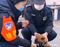 『主人』暖心警队养丢失狗狗,并为其寻找主人