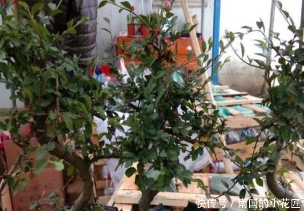  [年后]这3种“植物”适合客厅，越“老”越好看，5年后给钱都不卖！