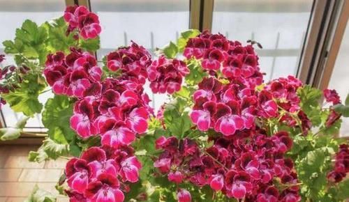  『开花』“此花”养阳台，妥妥的“开花机器”，好养又漂亮，人见人爱