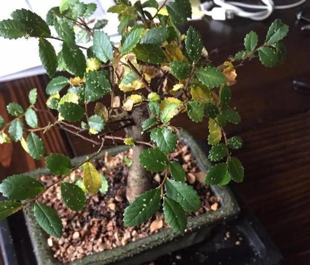  「常有」养花常有小飞虫?几招让它永远从你家消失!