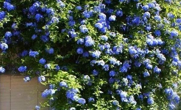 「回家」“高颜值”的3种花,回家“养2盆”,有阳光就开花