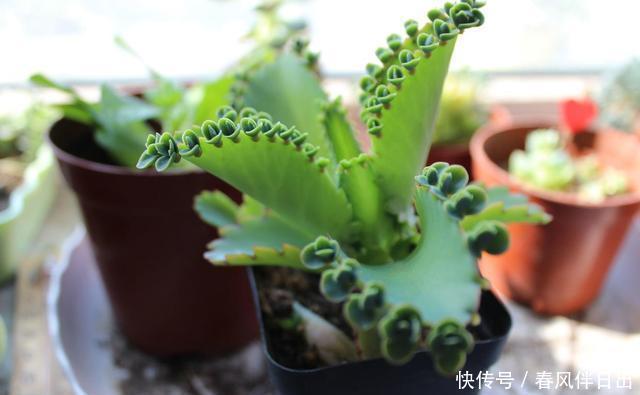 秀气|山上一种秀气多肉,养一棵繁殖出好几盆,邻居朋友都有了
