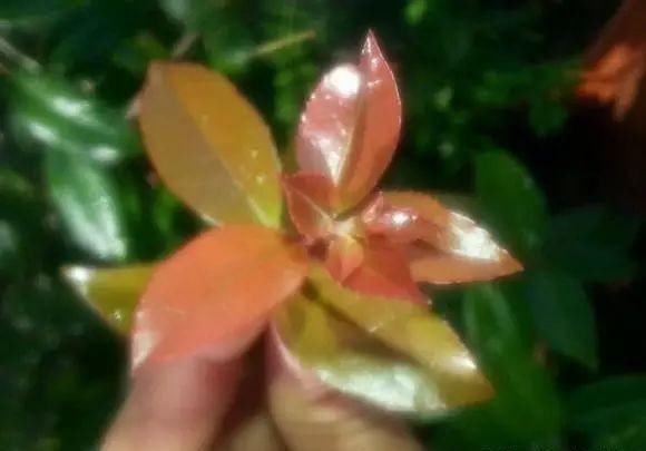 红牛盆景,牛气冲天!