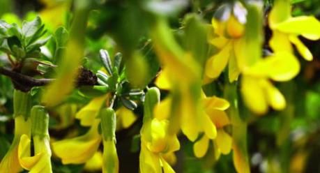  「绣球」生活中就养“3种花”，花开香飘四溢，能从年初“香”到年尾