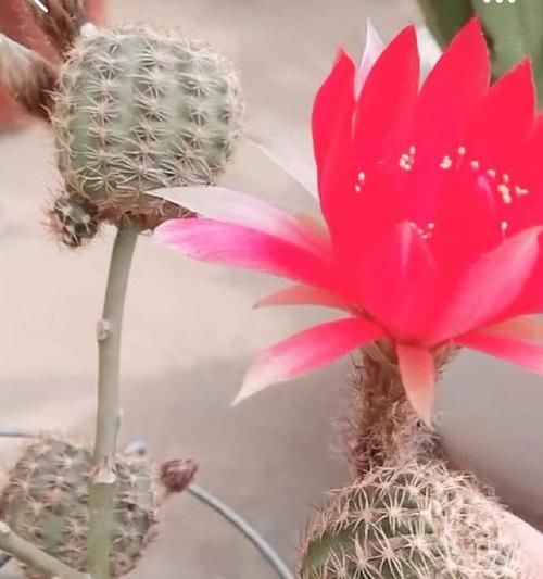  眨眼@牙签扎个洞，插上仙人球，眨眼就成活，转眼满枝花