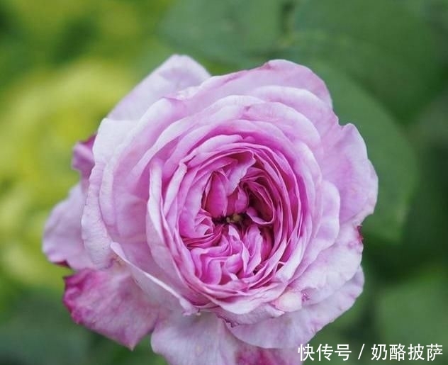 『玫瑰』大约罐子玫瑰,这种方法,黑斑点,白粉,红蜘蛛网,快来