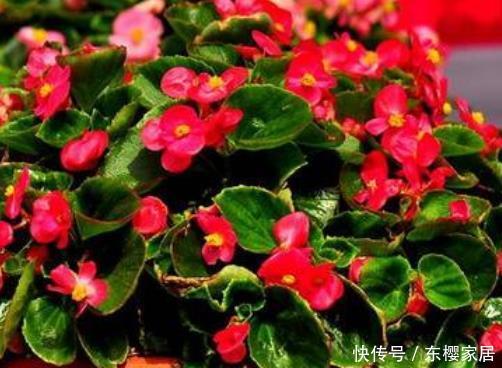  『长春花』阳台栽培5种花卉，夏天不怕高温，花枝乱窜，长成“花海”很讨喜