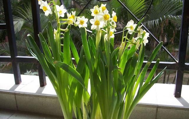  『要及时』风信子开完花，剪一刀埋盆里，水培变土培，很快再开花！