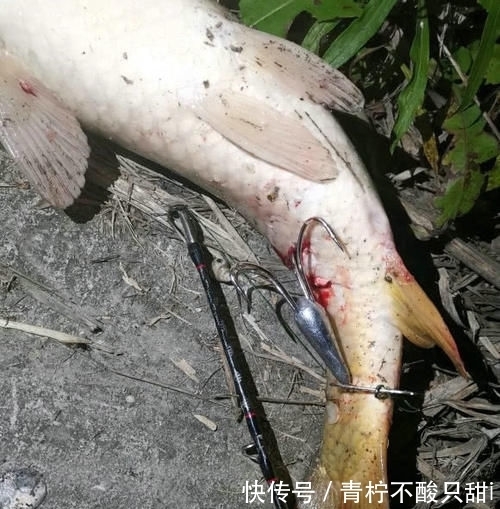  『男子』男子湘江“可视化锚鱼”，几十斤大鱼接连上岸，网友：能钓光湘江鱼