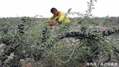 农民种稀罕水果，20亩1年赚160万 ，前景广阔