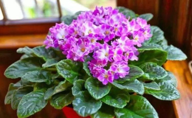  [漂亮]喜欢在家养花，就选这几种花，花色艳丽花量大，漂亮很好养